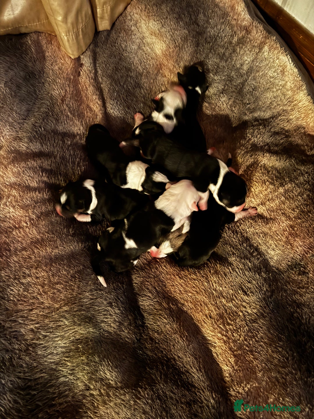 Mixed Breed dogs for sale: Pups for sale  - Image 20