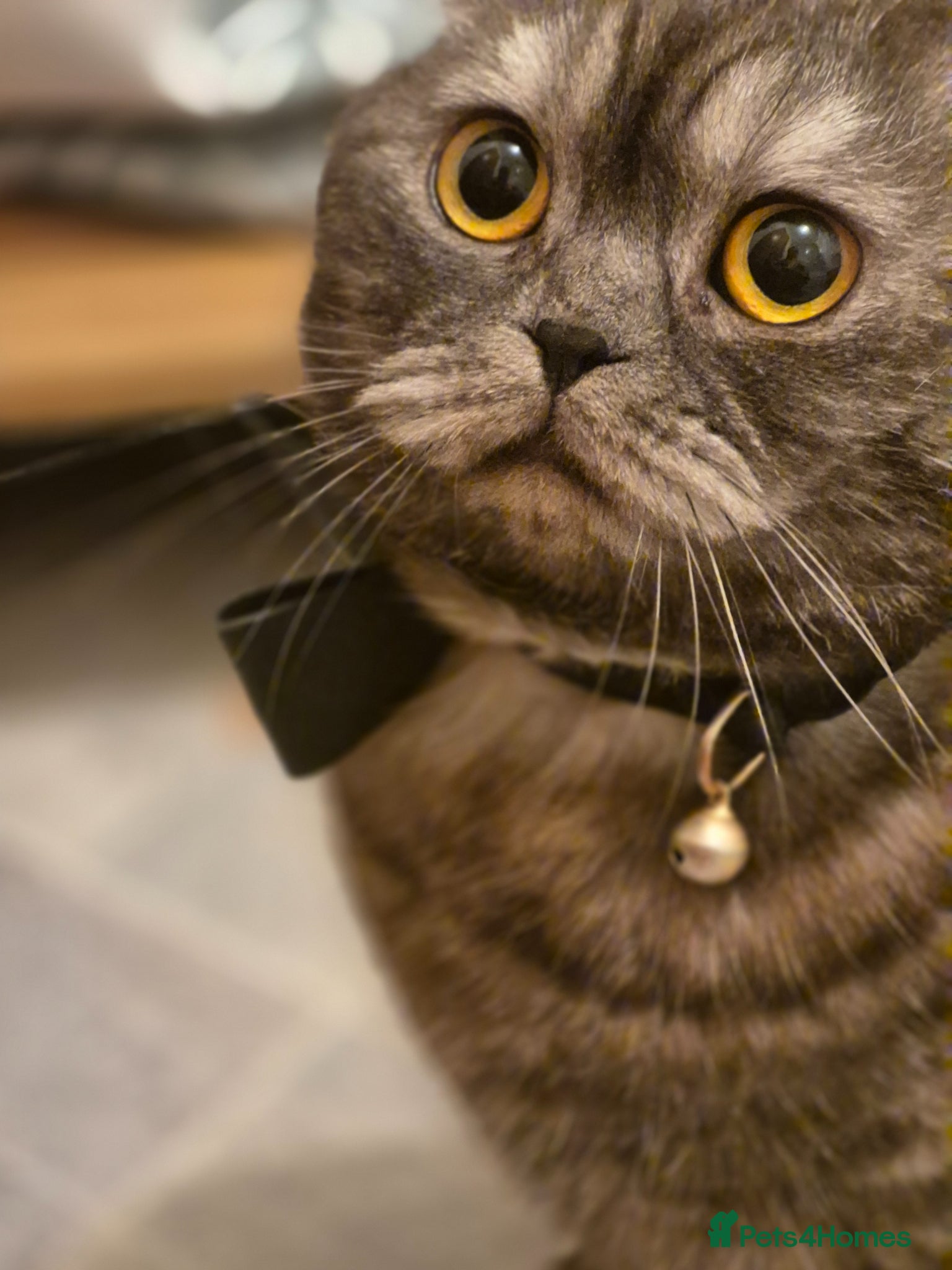 Scottish Fold cats for sale: Lava- beautiful Scottish fold  - Advert 3