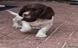 English Springer Spaniel dogs for sale: 🐾Beautiful KC Registered ES Spaniel Puppies🐾 - Image 29