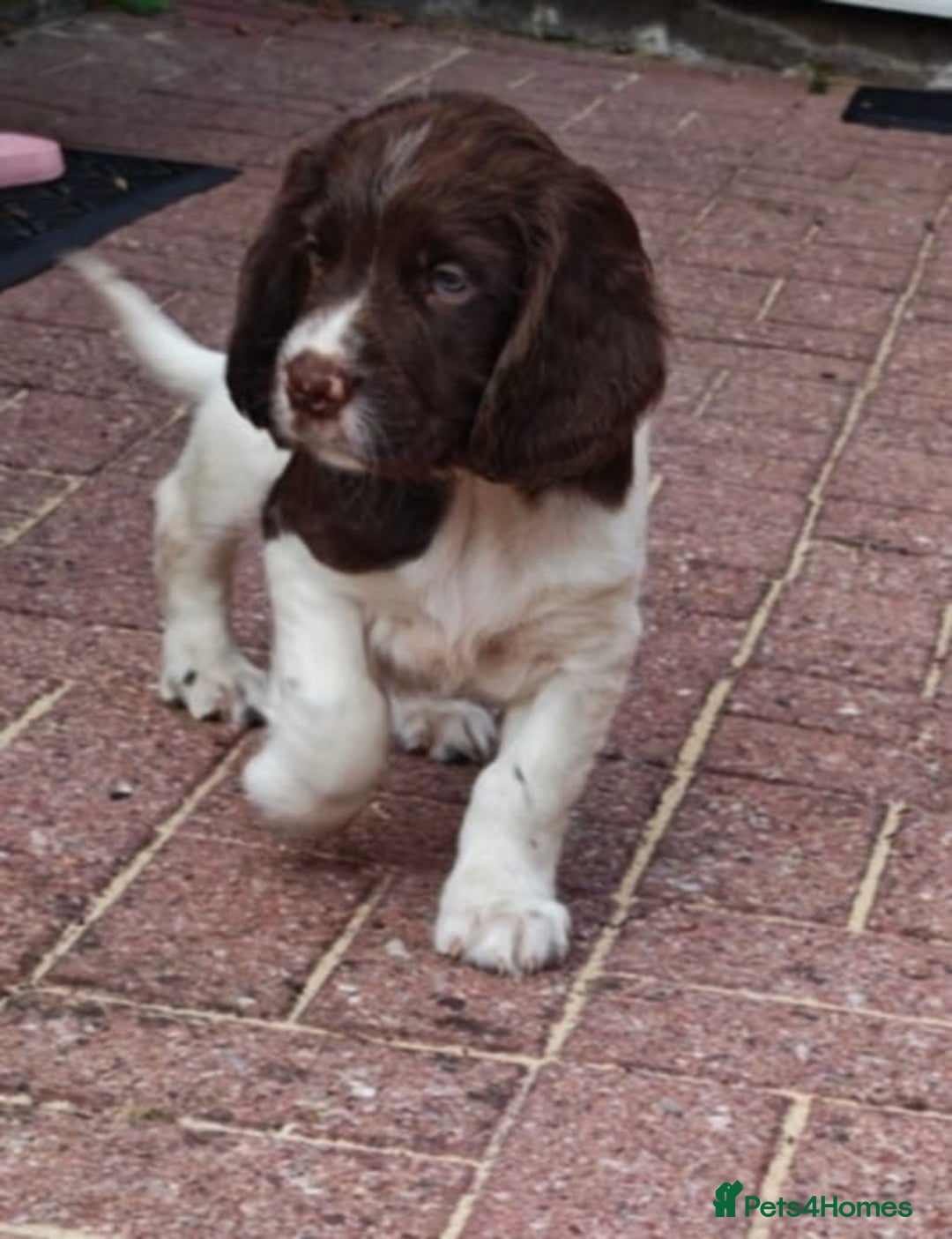 English Springer Spaniel dogs for sale: 🐾Beautiful KC Registered ES Spaniel Puppies🐾 - Image 29