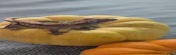 Gecko reptiles for sale: Crested gecko babies - Advert 4
