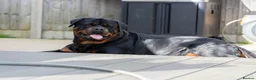 Rottweiler dogs for stud: Beautiful German Rottweiler stud  - Advert 11