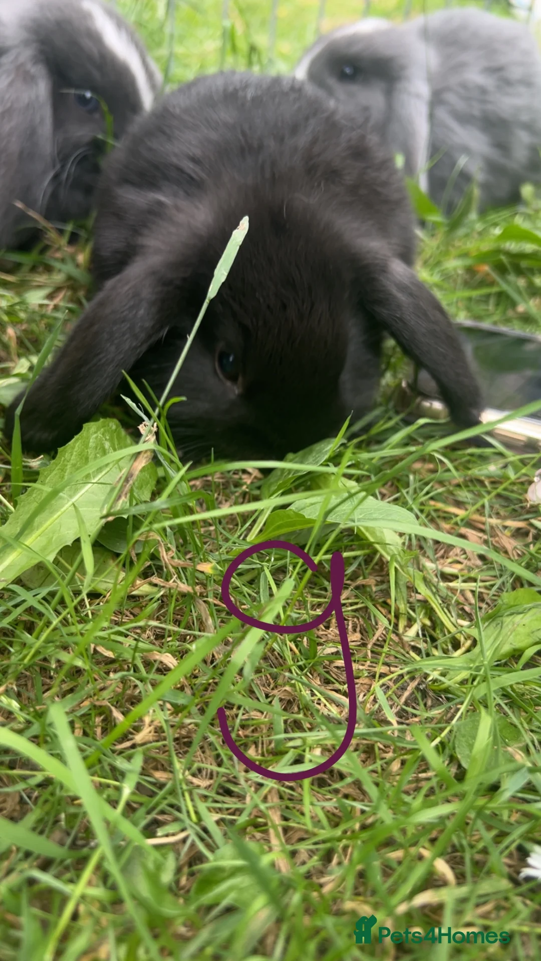 Mini Lop rabbits for sale: Lop bunnies looking for there forever homes🏡 - Advert 2