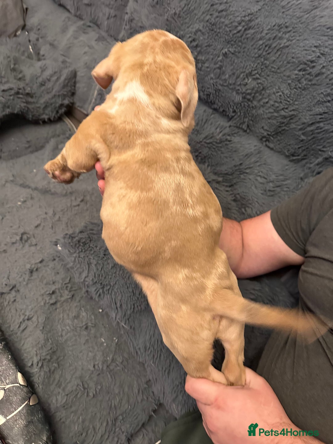 American Bully dogs for sale: ABKC REGISTERED Pocket Exotic/Extreme Bully PUPS! - Advert 24