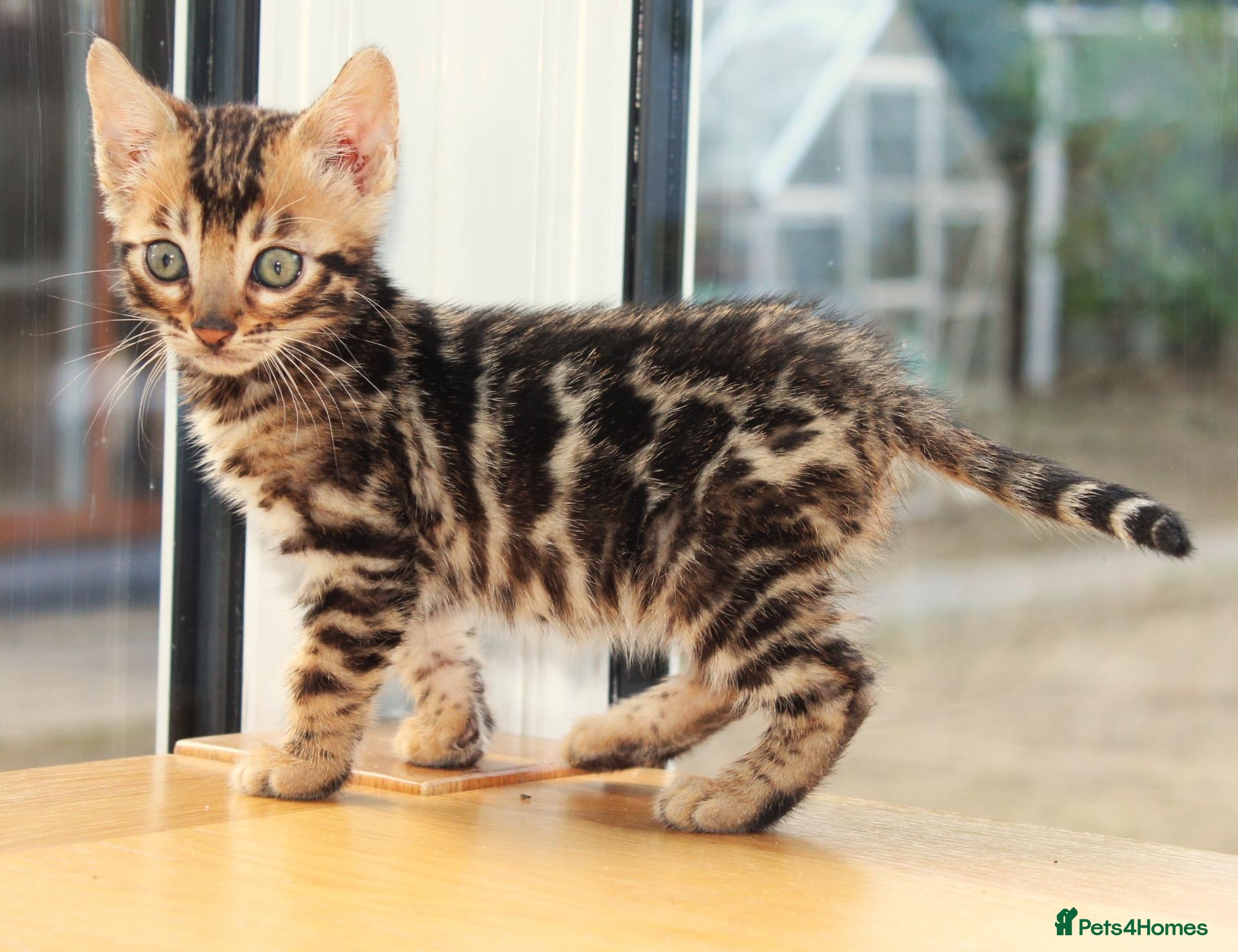 Bengal cats CUTE BROWN BENGAL MALE KITTENS - Advert 2