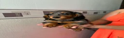 Miniature Dachshund dogs for sale: Long haired miniature dachshund  - Advert 7