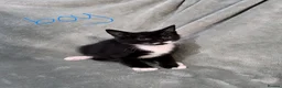 Mixed Breed cats for sale: 3 kittens looking for loving homes  - Advert 13