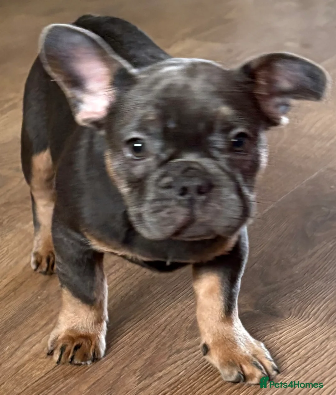 French Bulldog dogs for sale: mrs karen  - Advert 15