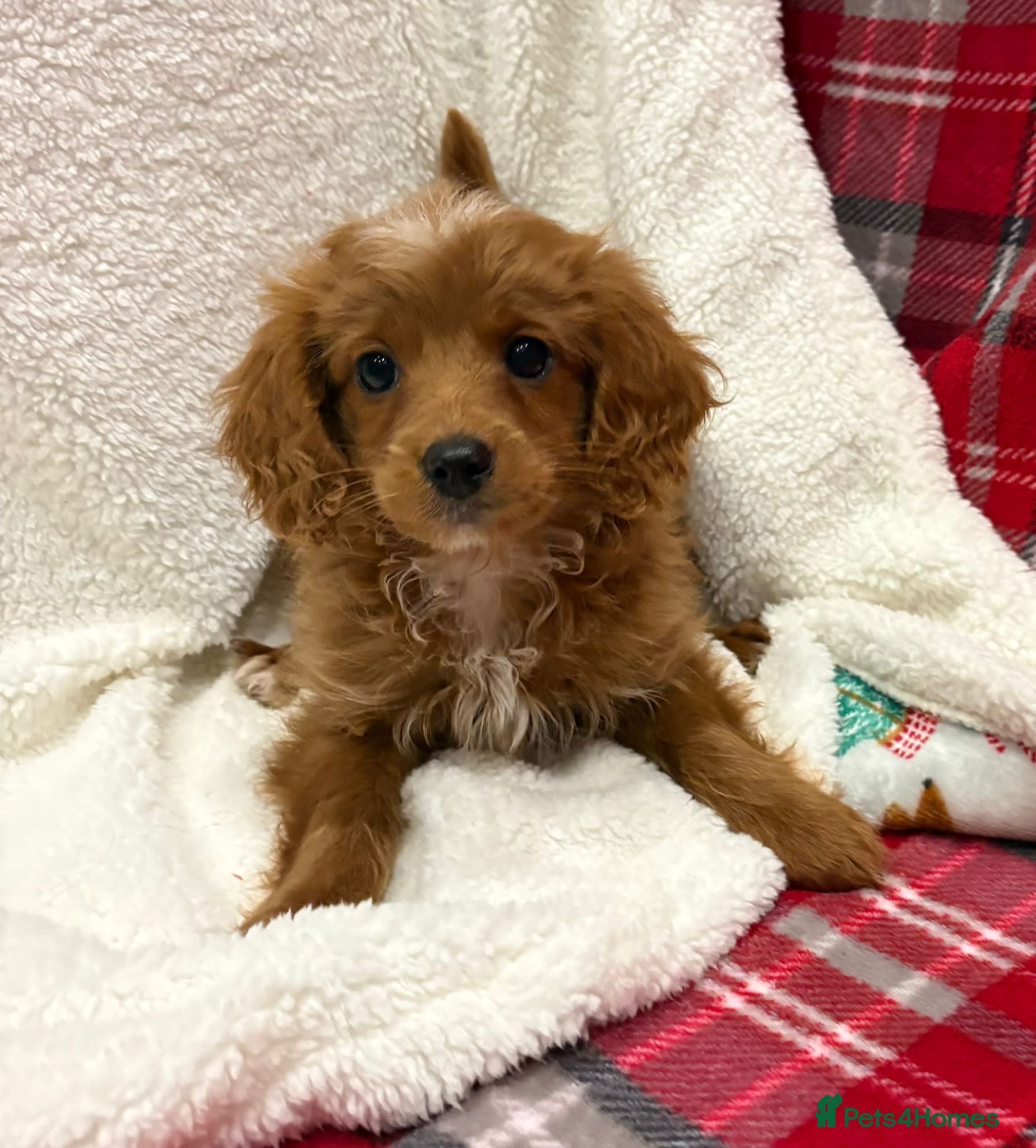 Cockapoo dogs Female Cockerpoo puppy - Advert 8