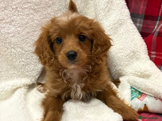 Cockapoo dogs Female Cockerpoo puppy - Advert 4