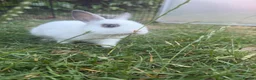Netherland Dwarf rabbits for sale: 2 male netherland dwarfs - Advert 6