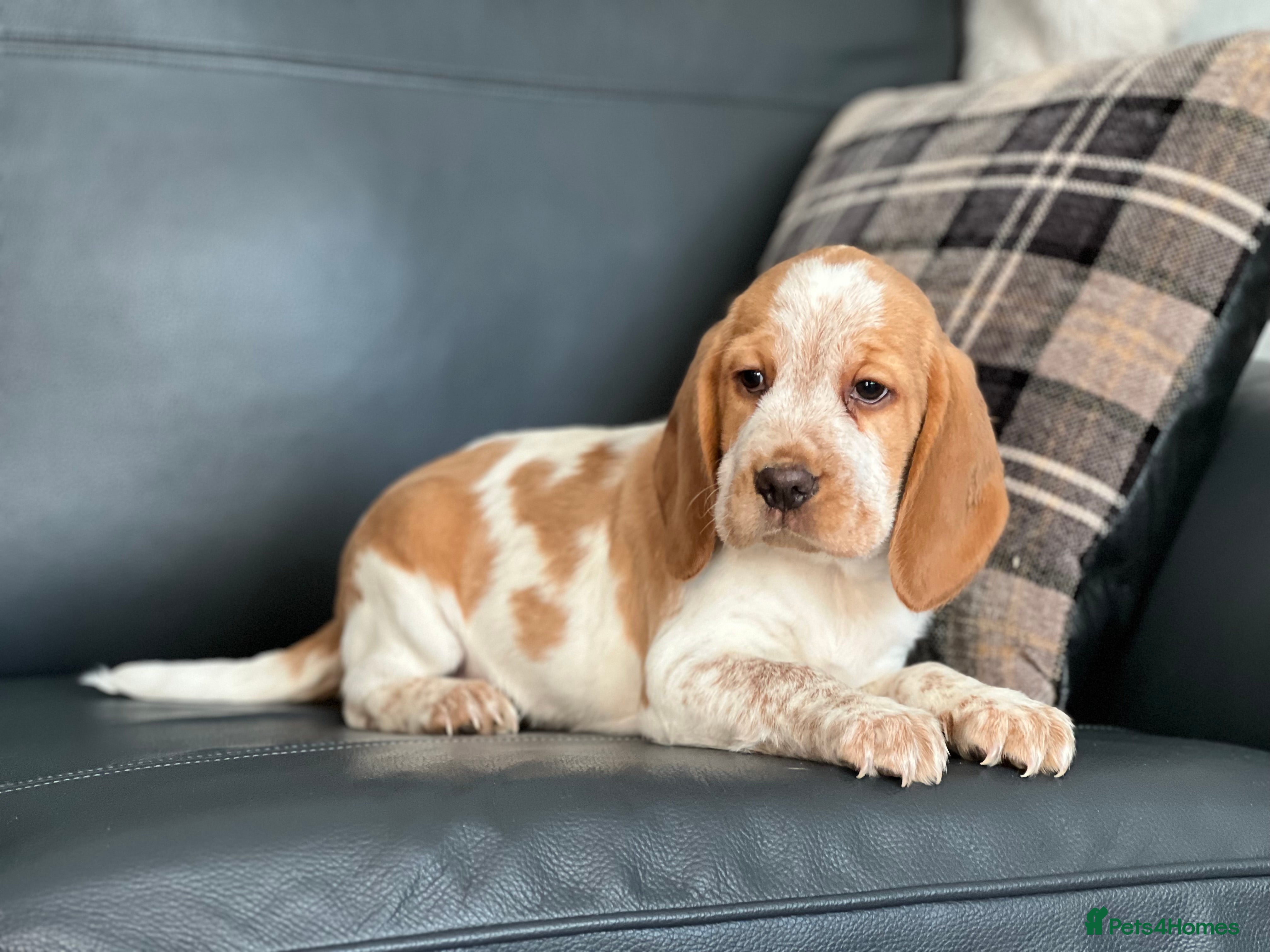 Bocker dogs STUNNING BOY COCKER X BEAGLE PUPPY - Advert 5
