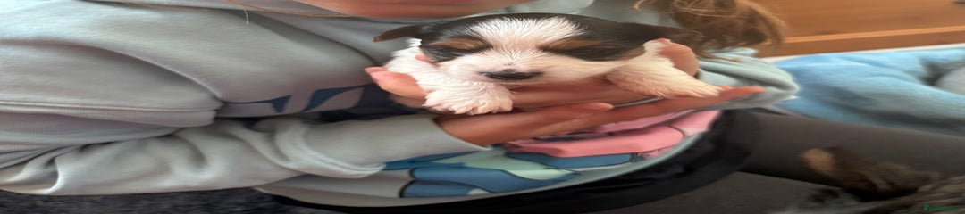 Biewer Terrier Puppy 1