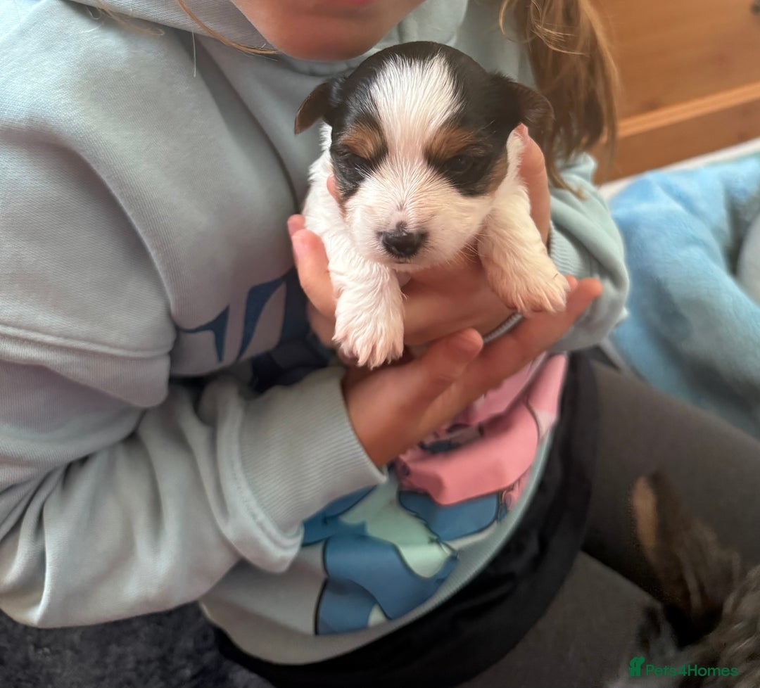 Biewer Terrier dogs for sale: 🌟🐾  Biewer Yorkie Puppies Available! 🐾 - Image 8