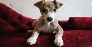 Whippet dogs - Advert 5