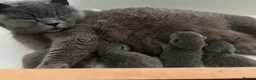 British Shorthair cats for sale: British blue shorthair kittens ready 20th June  - Advert 2