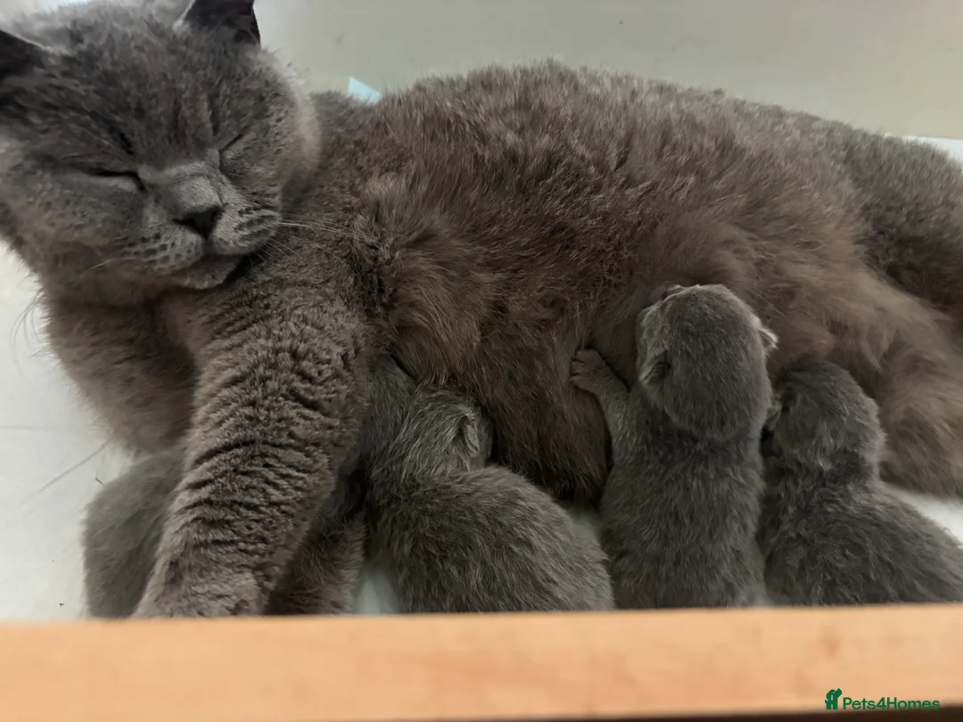 British Shorthair cats for sale: British blue shorthair kittens ready 20th June  - Advert 2