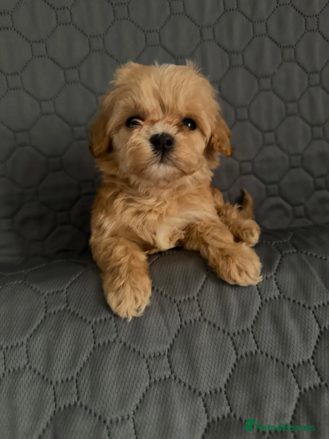 Maltipoo dogs for sale: 7 Beautiful Tiny Korean Maltipoo Pups  - Advert 1