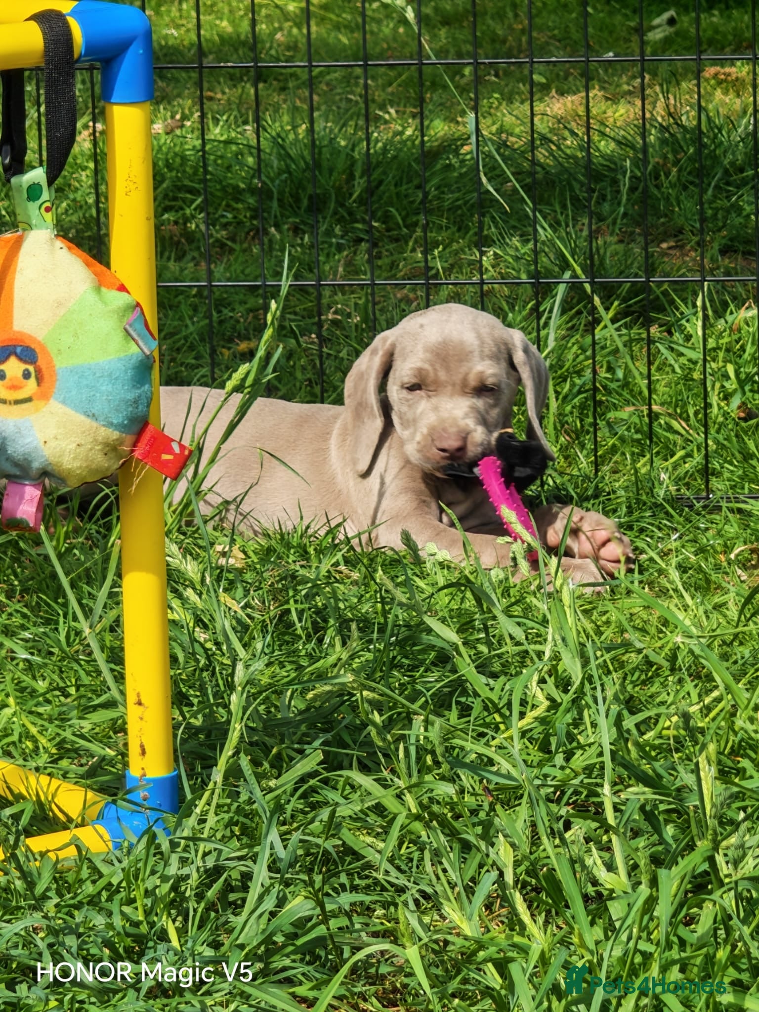 Weimaraner dogs ✨KC Weimaraner REDUCED GOING AWAY✨ - Advert 1