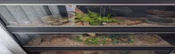 Corn Snake reptiles for sale: Various corn snakes for sale, Snow Tessera & more - Advert 4