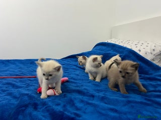 Mixed Breed cats Lovely Tonkinese(Burmese/Siamese) - Advert 1