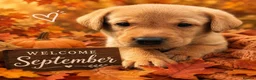 Labrador Retriever dogs for sale: KC Reg Health Tested Fox Red working line 4th Gen  - Advert 7