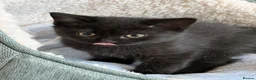 British Shorthair cats for sale: British Shorthair Kittens - Advert 3