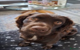 Sprocker dogs for sale: F1 Male Sprocker Spaniel 2 years 9 months - Image 2