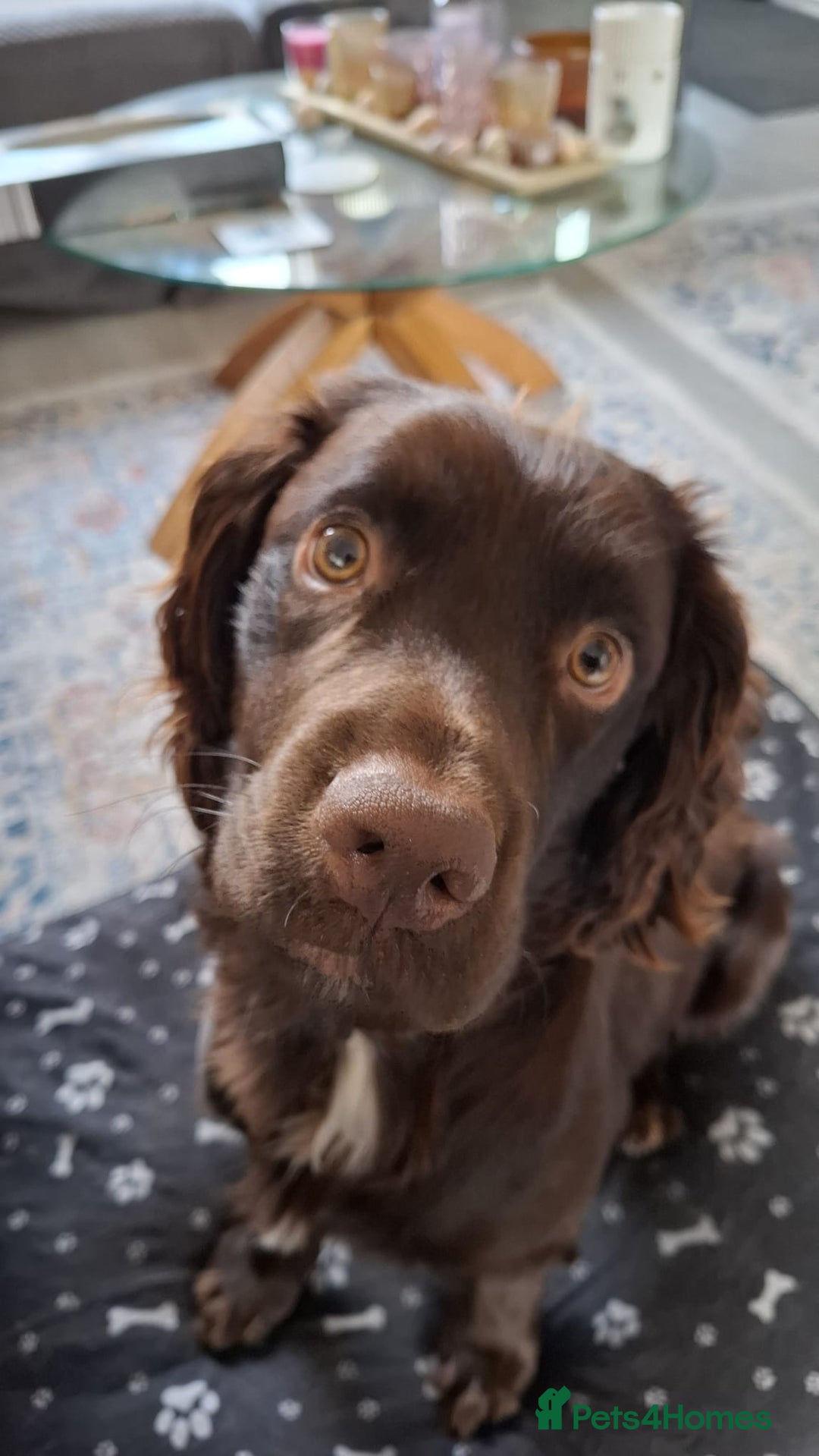 Sprocker dogs for sale: F1 Male Sprocker Spaniel 2 years 9 months - Image 2
