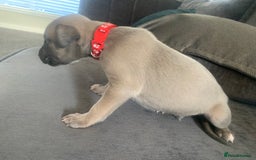 Whippet dogs for sale: boy whippet - Image 1
