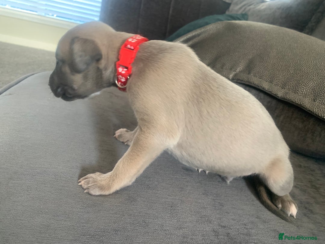 Whippet dogs for sale: boy whippet - Image 1
