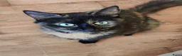 Mixed Breed cats for sale: Four beautiful kittens  - Advert 3