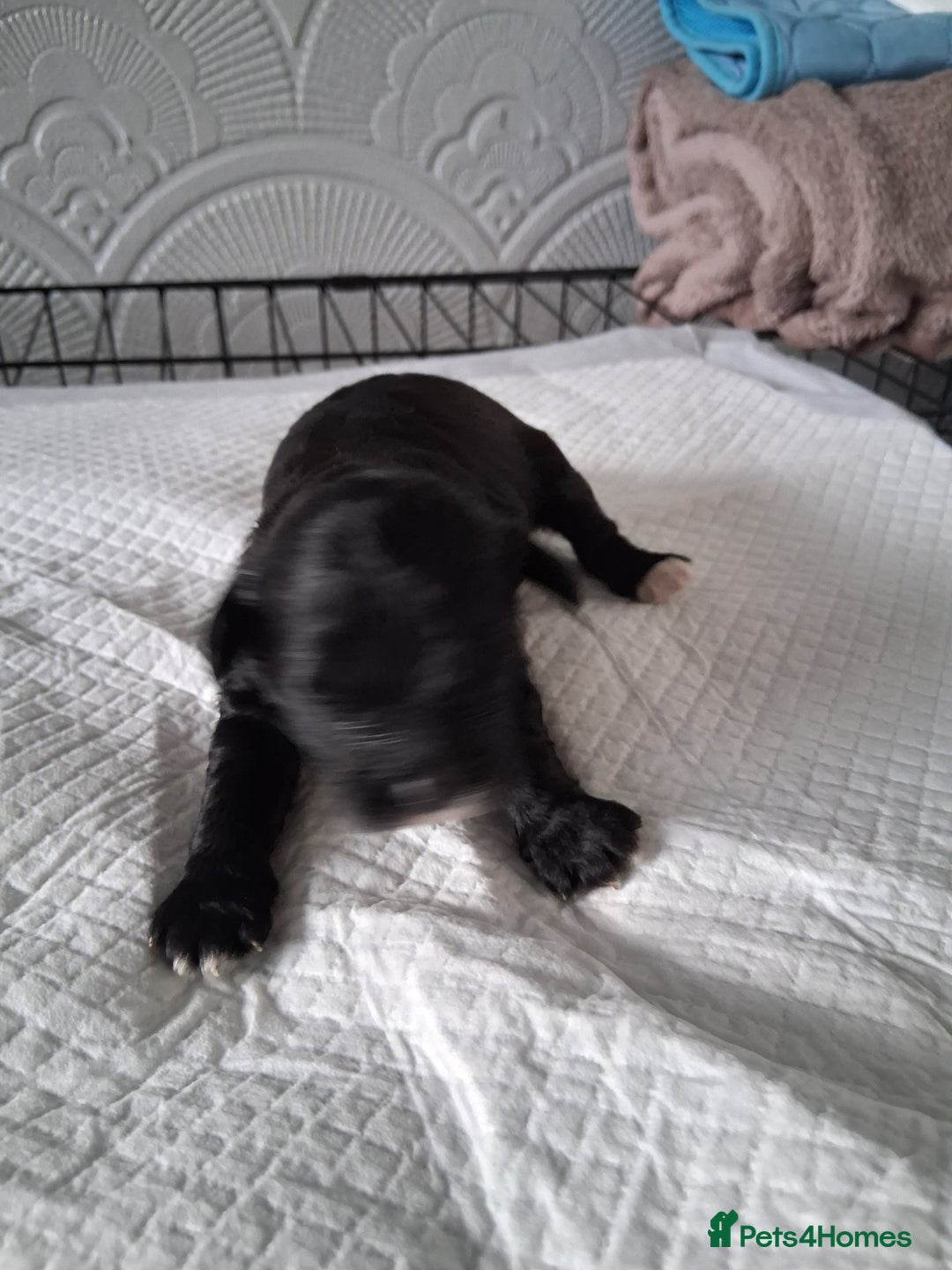 Mixed Breed dogs for sale: Cockapoo/Shitzu Puppies for sale  - Advert 3