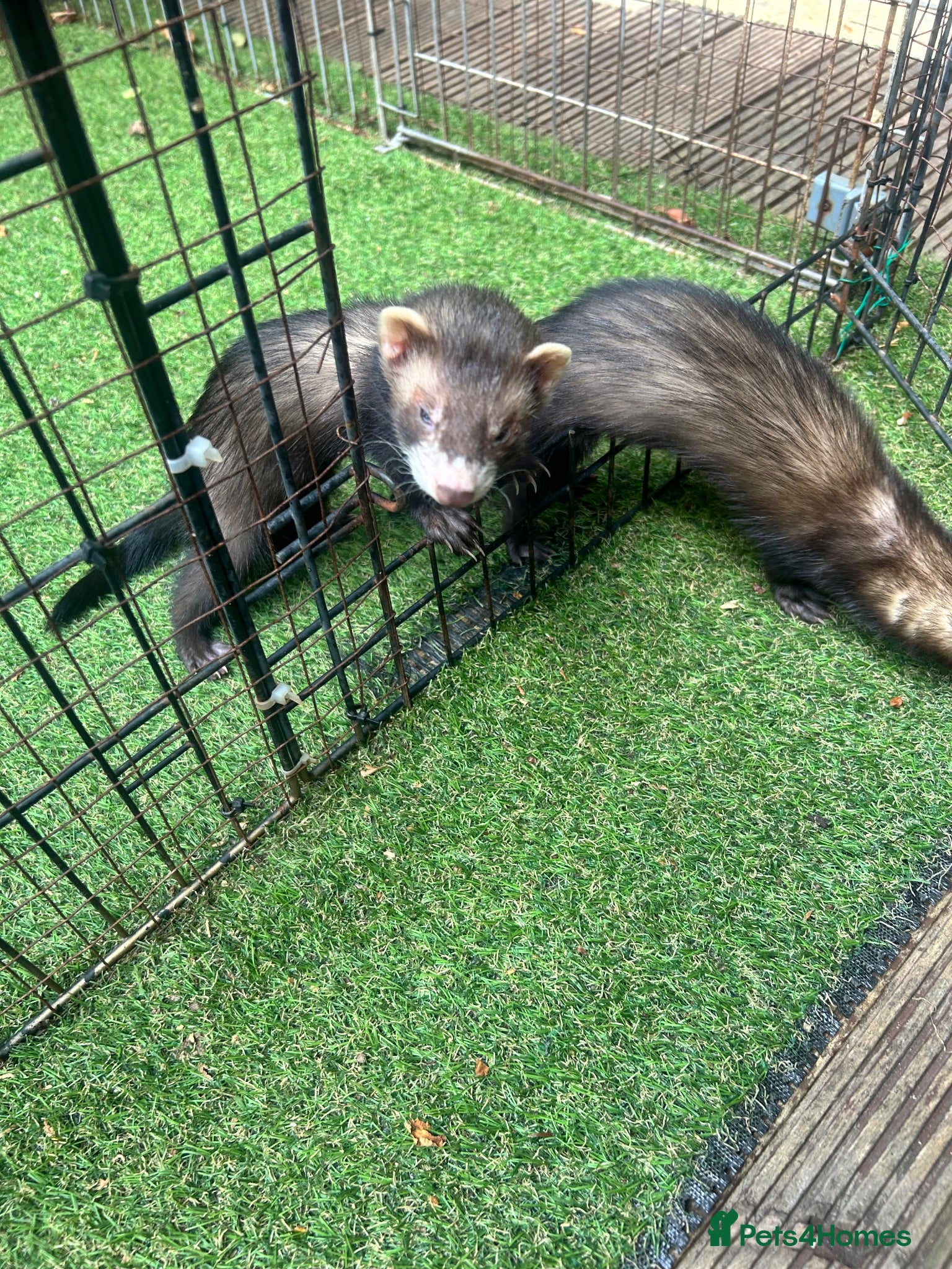 Ferret rodents Baby boy Ferrets - Advert 2