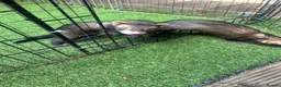 Ferret rodents for sale: Baby boy Ferrets - Advert 1