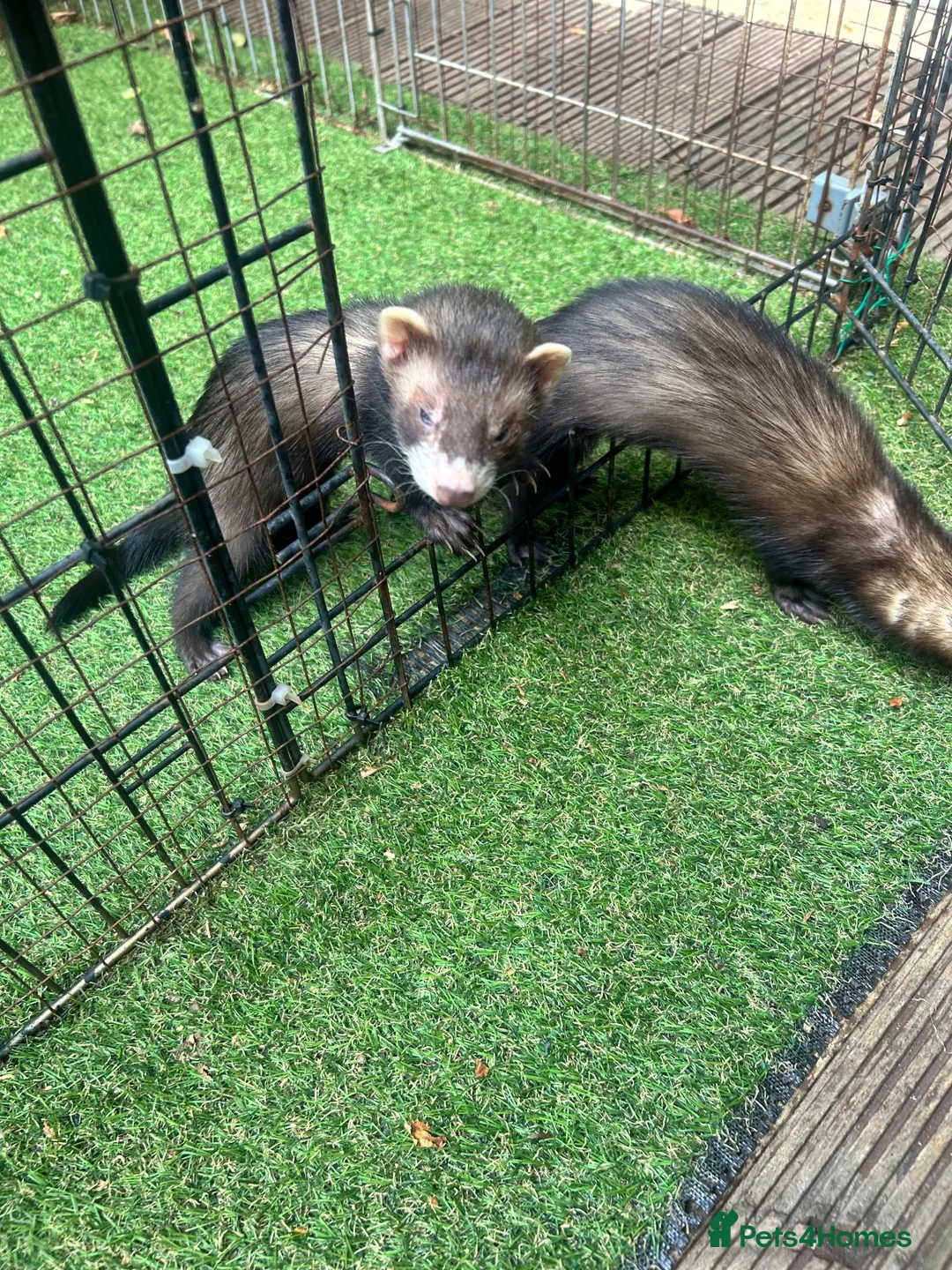 Ferret rodents for sale: Baby boy Ferrets - Advert 1