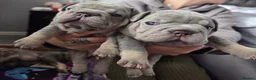 French Bulldog dogs for sale: Micro french bulldog puppies  - Advert 11