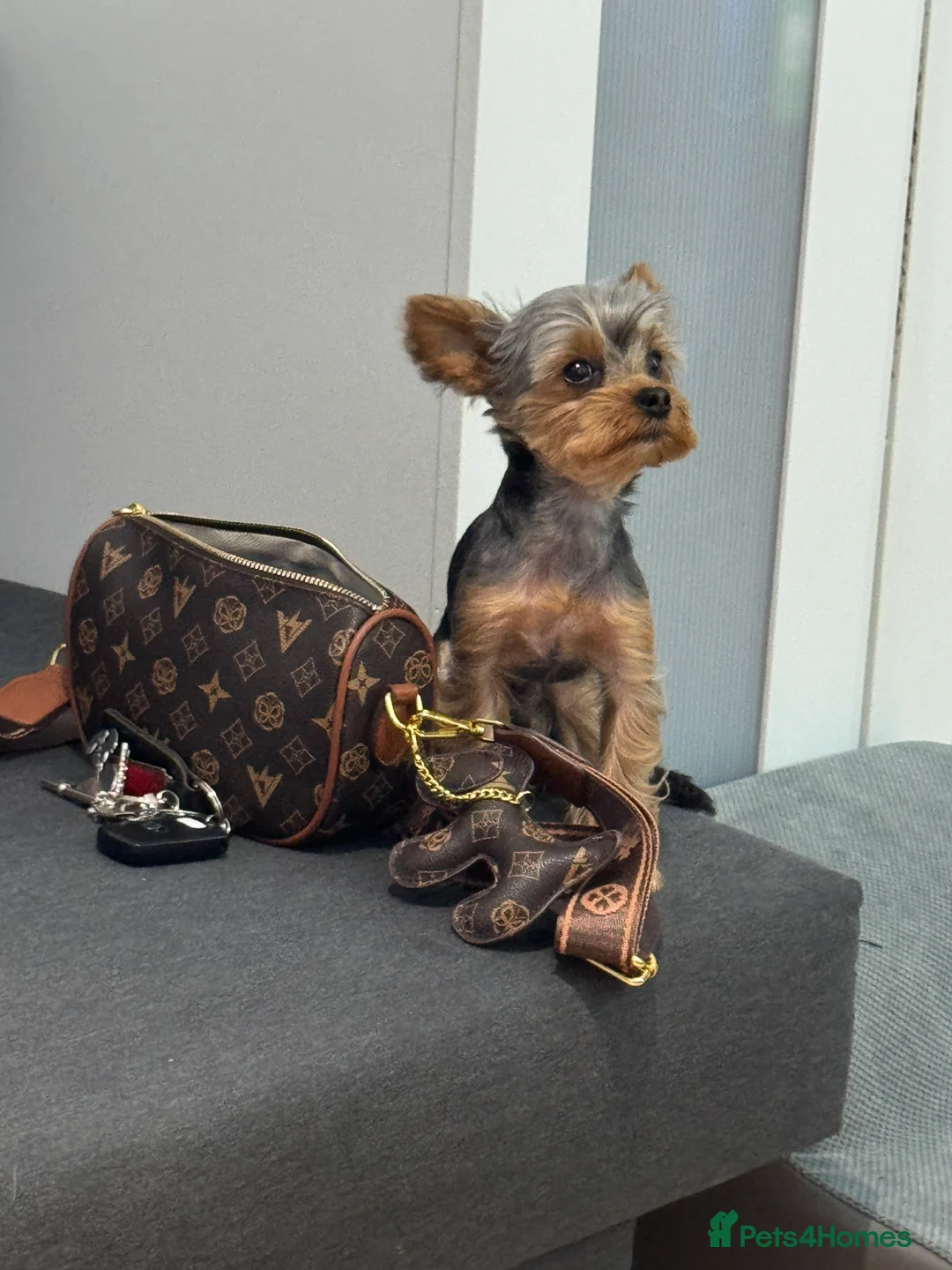 Yorkshire Terrier dogs for stud: STUD !!!boy mini Pure breed Yorkshire Terrier stud in London - Advert 2