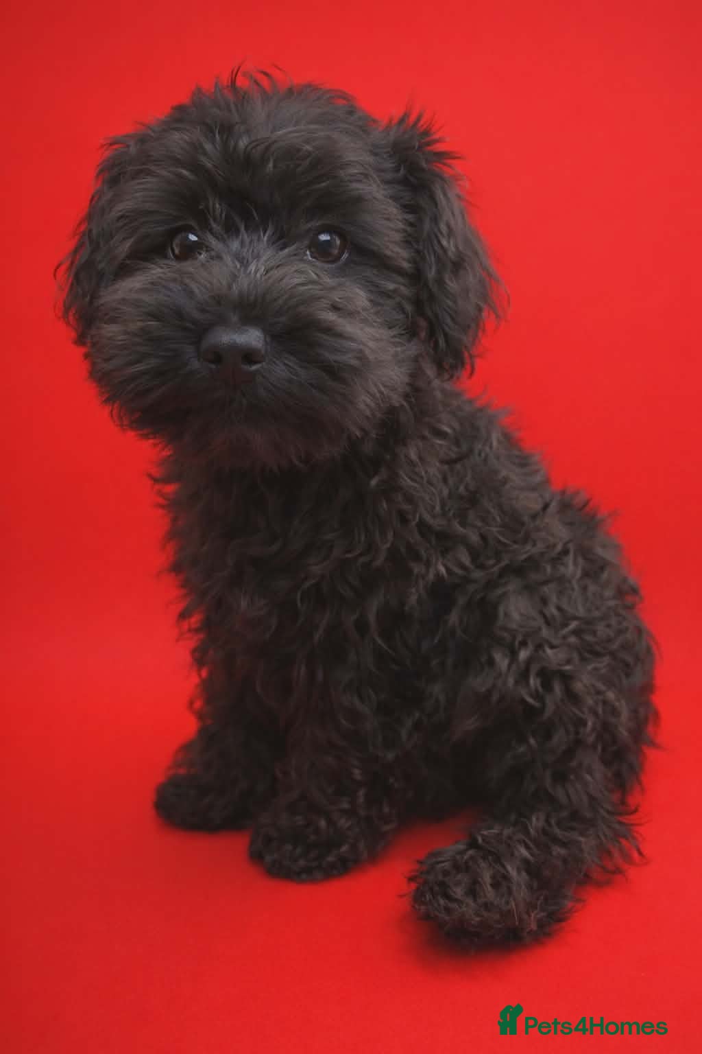 Miniature Schnauzer dogs Kc reg miniature schnauzers LAST TWO  - Advert 4