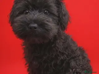 Miniature Schnauzer dogs Kc reg miniature schnauzers LAST TWO - Advert 4