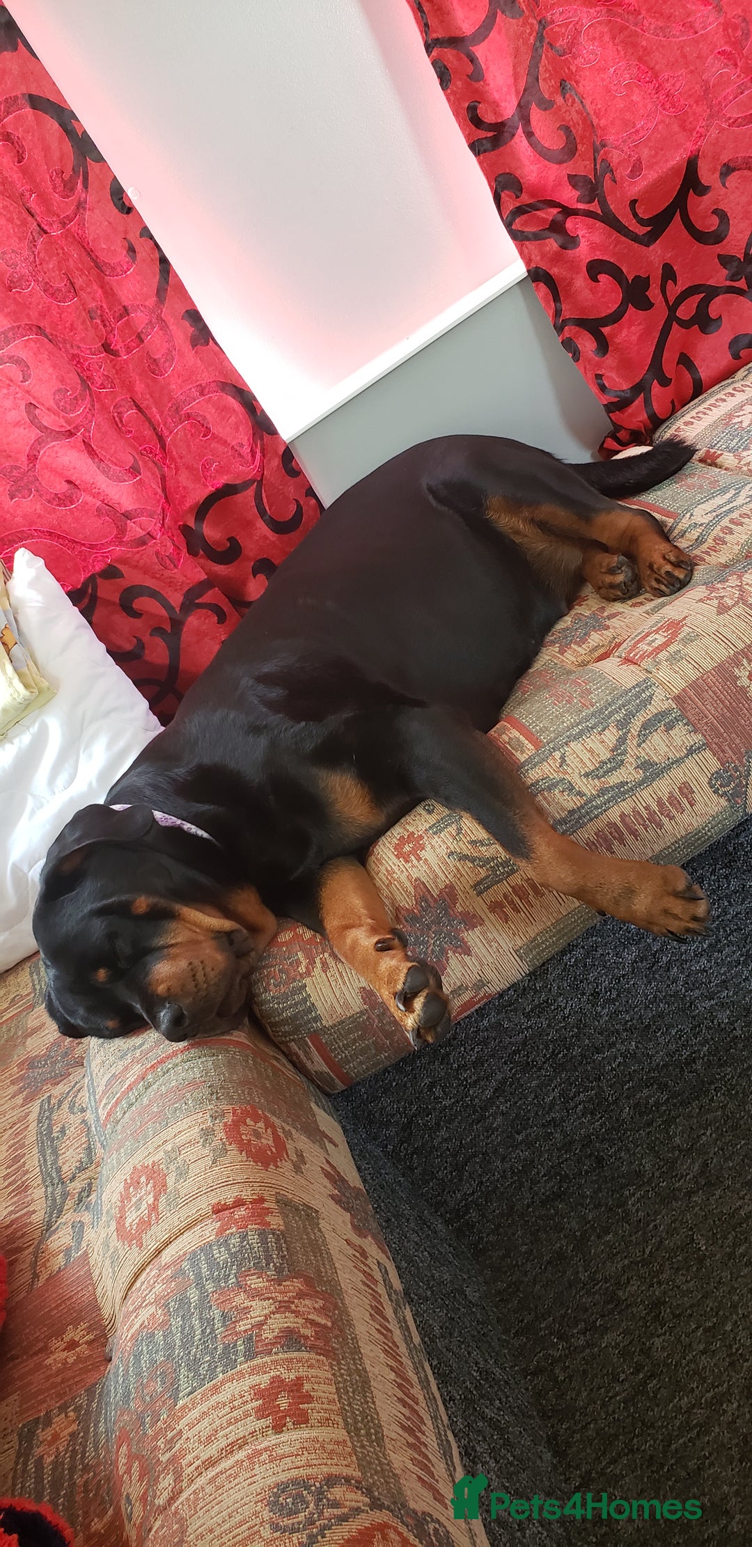 Rottweiler dogs for sale: Rottwailer - Advert 11