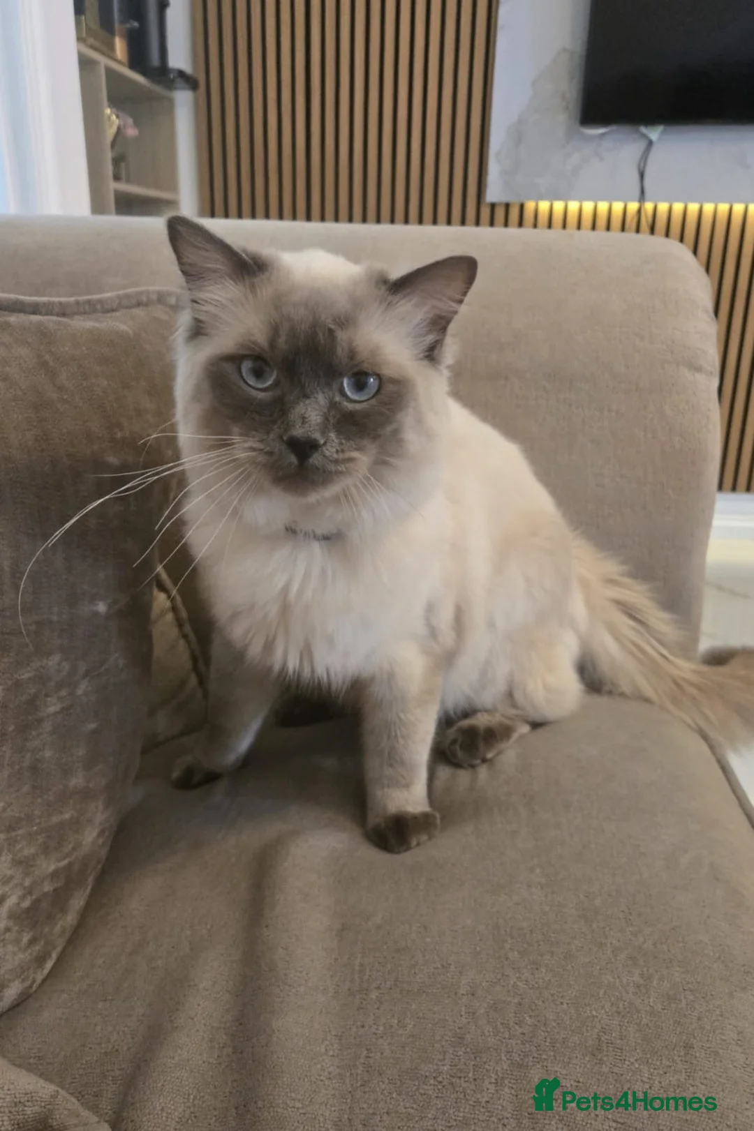 Ragdoll cats for stud: Beautiful Pure Ragdoll 1 Year for stud - Advert 1