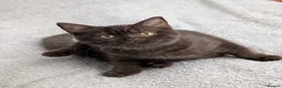Mixed Breed cats for sale: Beautiful brown kittens ✨😻 - Advert 14