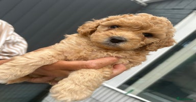 Toy Poodle dogs - Advert 13