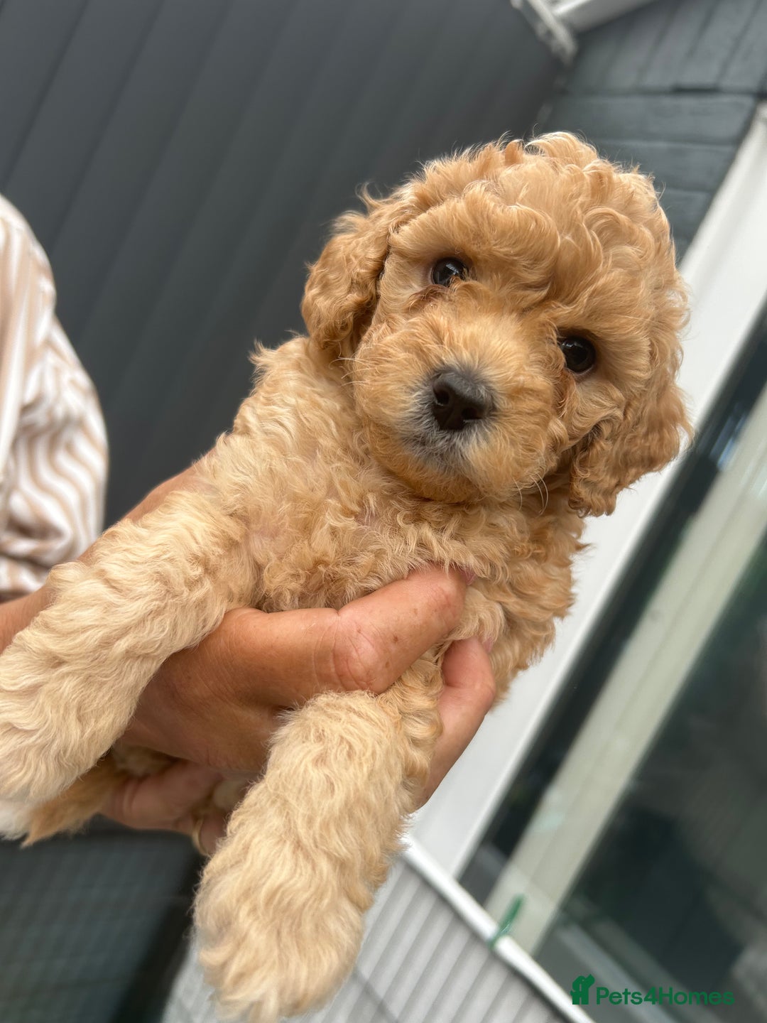 Toy Poodle dogs for sale: Stunning baby KC reg toy poodles  - Image 2