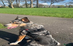 Border Collie dogs for sale: welsh merle border collie  - Image 2