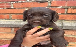 Cocker Spaniel dogs for sale: 3 male cocker spaniel pups  - Image 18