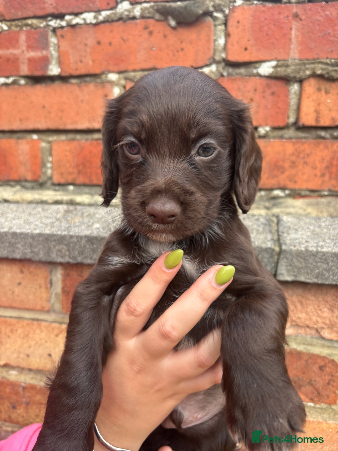 Cocker Spaniel dogs for sale: 3 male cocker spaniel pups  - Image 18