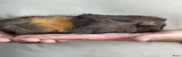 Guinea Pig rodents for sale: Baby Female Abyssinian Guineapig  - Advert 2