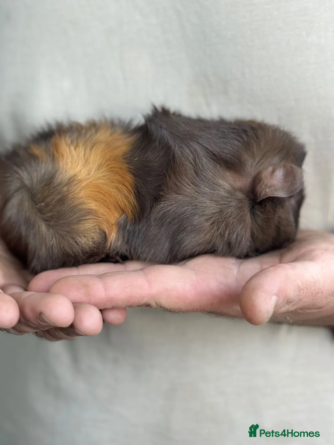 Guinea Pig rodents for sale: Baby Female Abyssinian Guineapig  - Advert 2